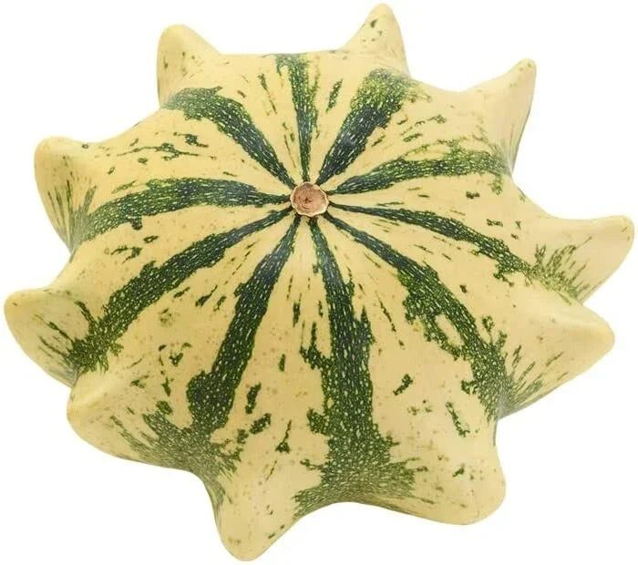 Crown of Thorns Shenot Gourd Seeds – Organic Heirloom Cucurbita pepo for Home Gardening, Decorative & Culinary Use