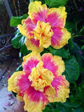 Double Pink Yellow Hibiscus Seeds - 20 Pack, Exotic Perennial Flower, Hibiscus rosa-sinensis for Garden & Borders