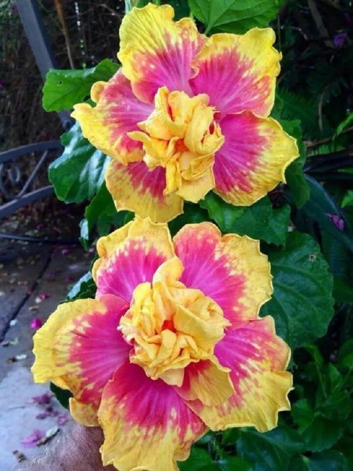 Double Pink Yellow Hibiscus Seeds - 20 Pack, Exotic Perennial Flower, Hibiscus rosa-sinensis for Garden & Borders