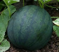 Watermelon Seeds - Sugar Baby Variety, Bush Growth, Citrullus lanatus, Compact Planting, 25+ Seeds