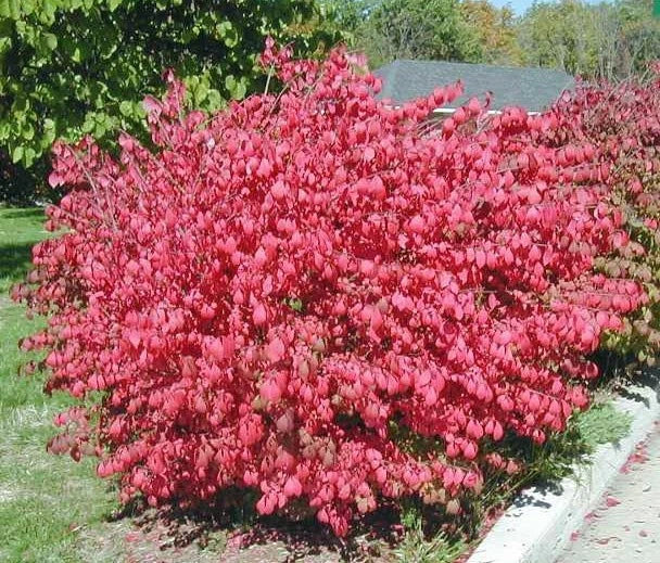 Dwarf Burning Bush Plants - 10 Bare Root Euonymus alatus Shrubs with Vibrant Fall Color, Hardy, Compact, Low Maintenance
