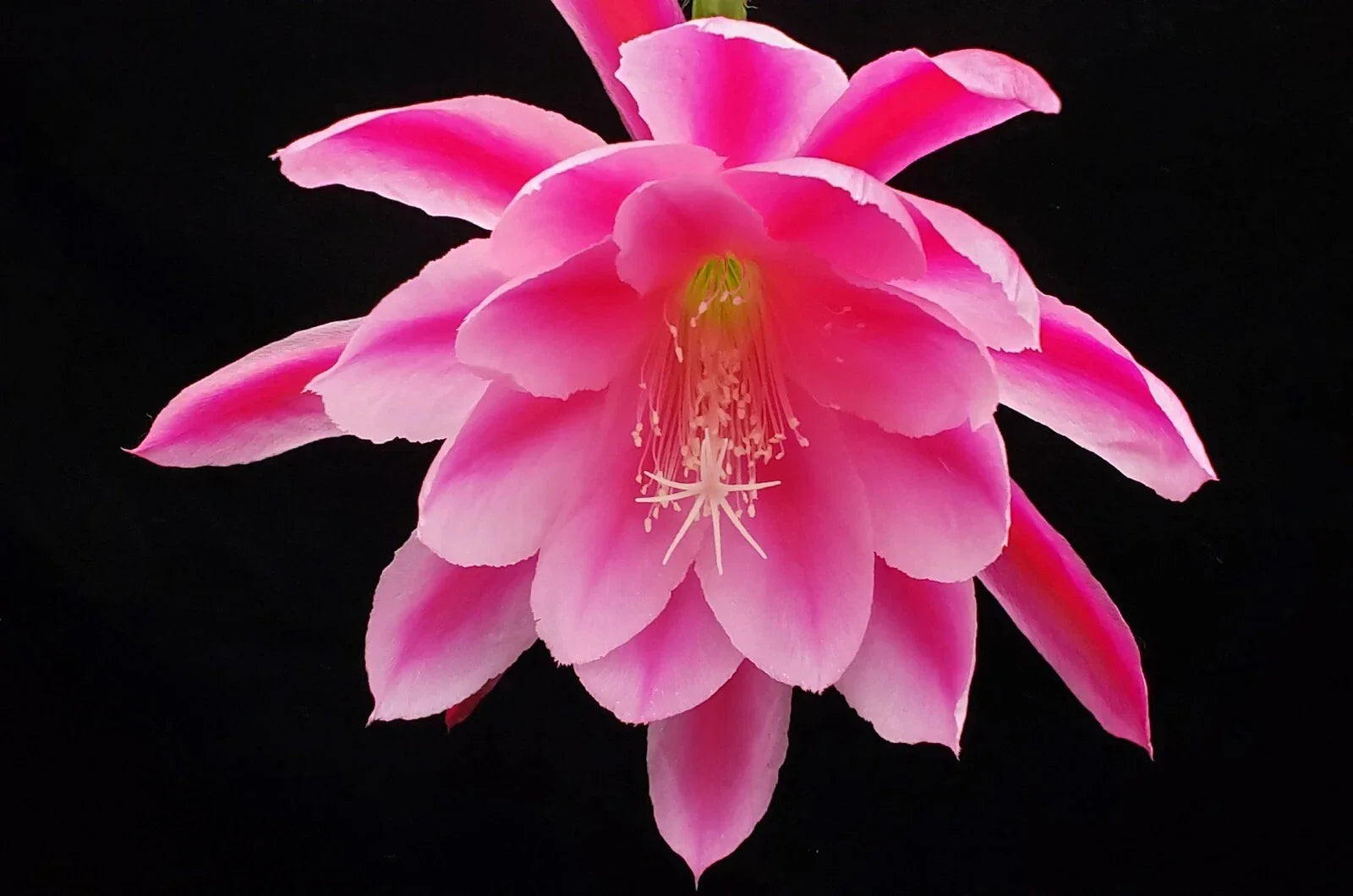 Epiphyllum 'Grand Baroque' Rooted Cutting - Rare Orchid Cactus - Unique Tropical Indoor Plant - Epiphyllum oxypetalum