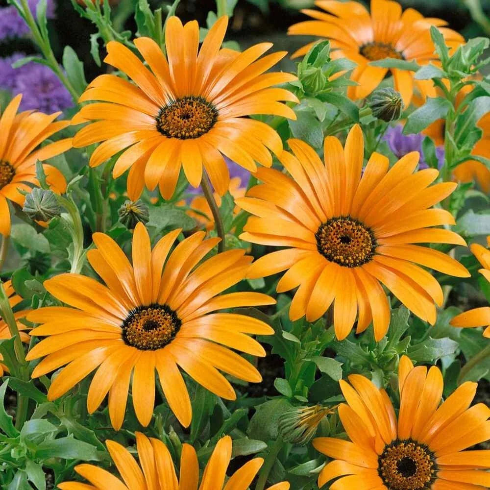 African Daisy Seeds - 50 Seeds, Orange, Dimorphotheca Sinuata, Annual Flower for Garden, Patio & Borders