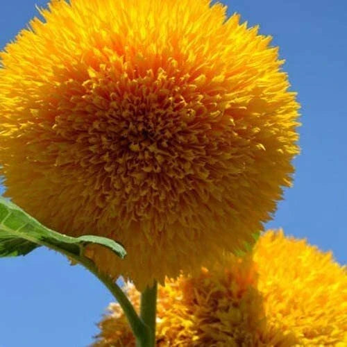Teddy Bear Sunflower Seeds 20 Pack | Helianthus annuus Exotic Garden Flower | Fluffy Pom-Pom Blooms