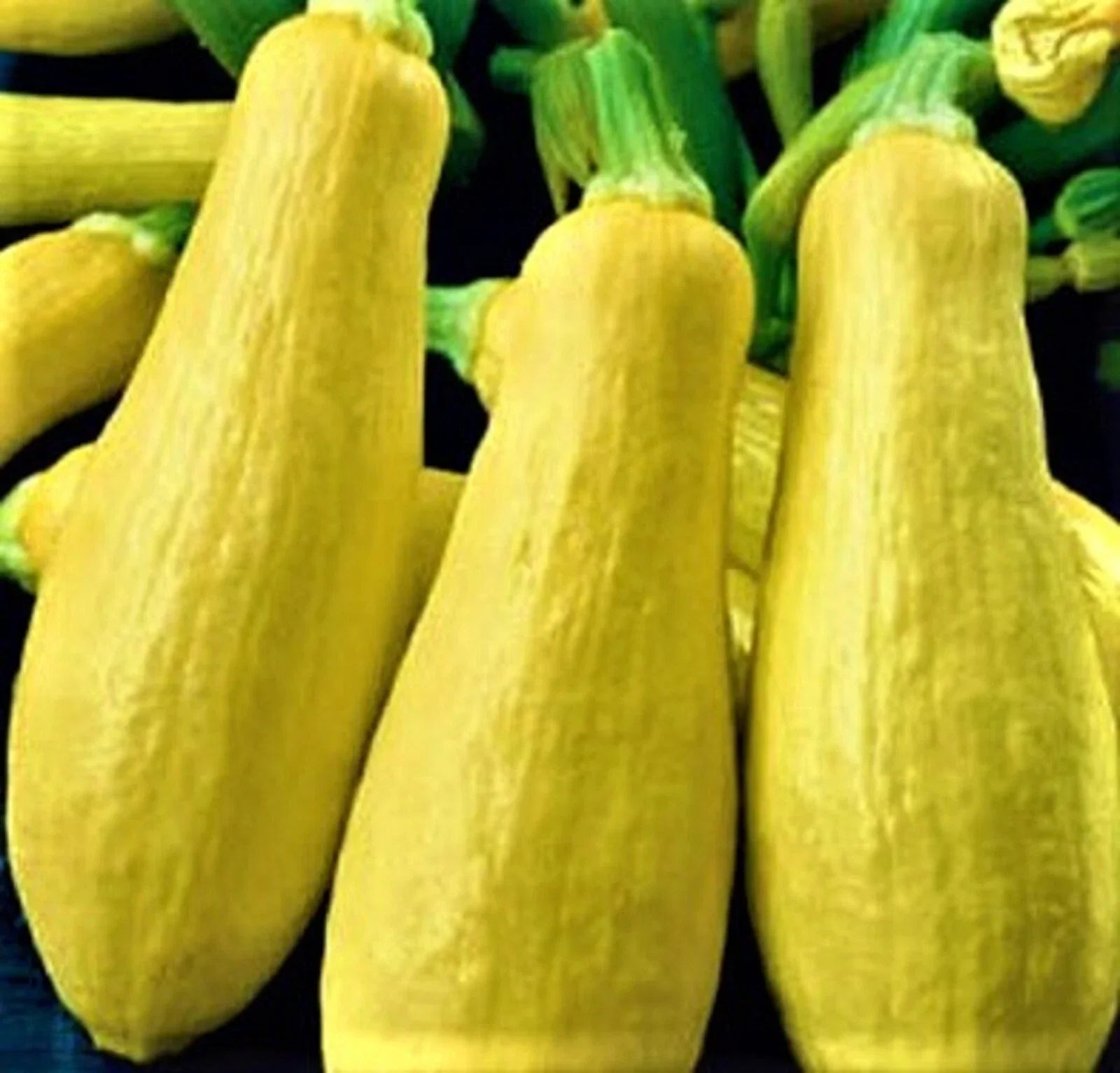 Early Prolific Straightneck Squash Seeds - Non-GMO Cucurbita pepo, Bush Type, 30 Seeds for Home Gardening