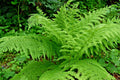 Western Lady Fern Spores 1000 Count - Filix femina Cold Hardy Fern for Shade Gardens