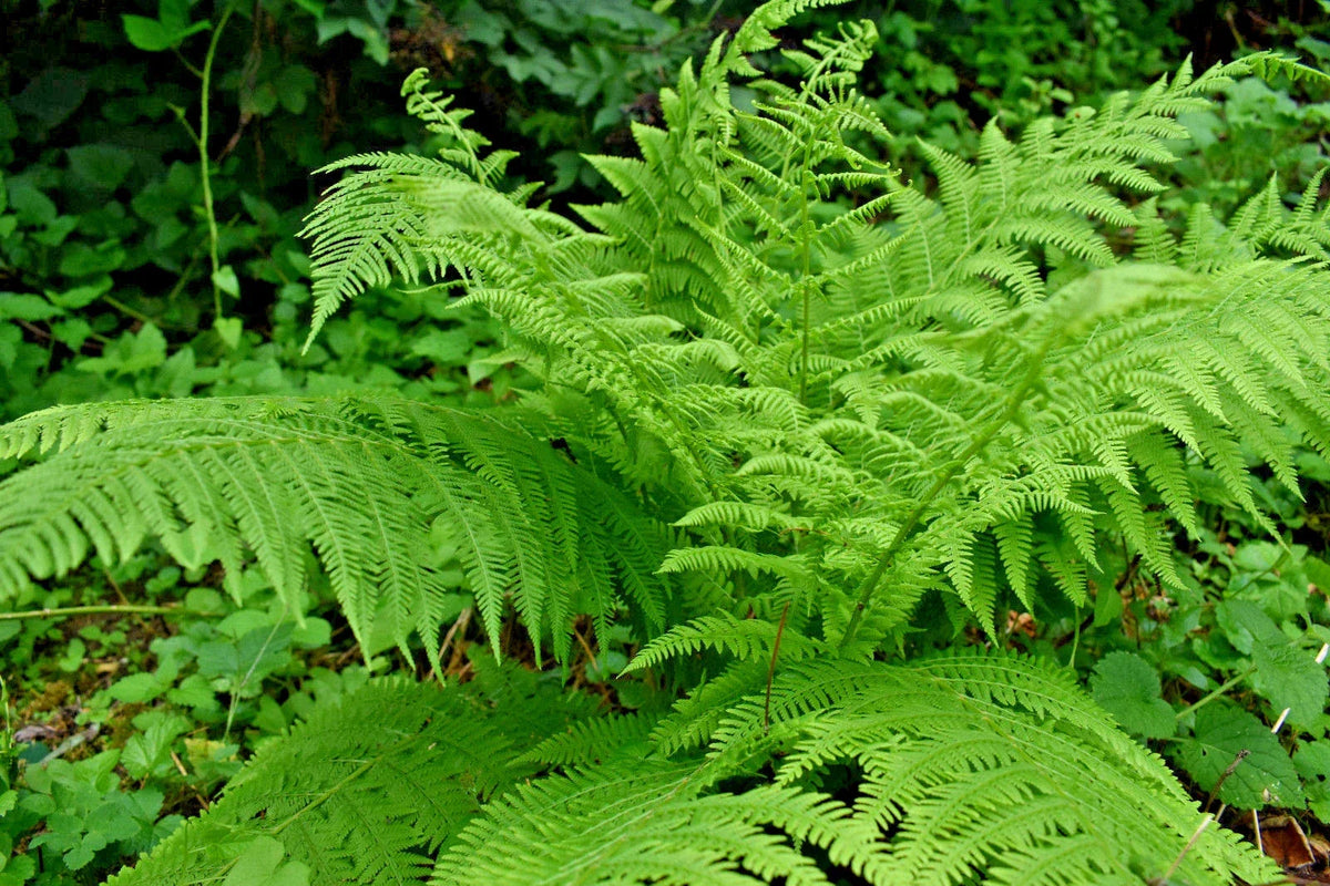Western Lady Fern Spores 1000 Count - Filix femina Cold Hardy Fern for Shade Gardens