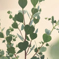 Heart Eucalyptus Tree Seeds - Native Australian Drought Tolerant, Fast-Growing Eucalyptus polybractea, Small Tree or Shrub