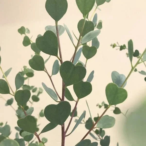 Heart Eucalyptus Tree Seeds - Native Australian Drought Tolerant, Fast-Growing Eucalyptus polybractea, Small Tree or Shrub