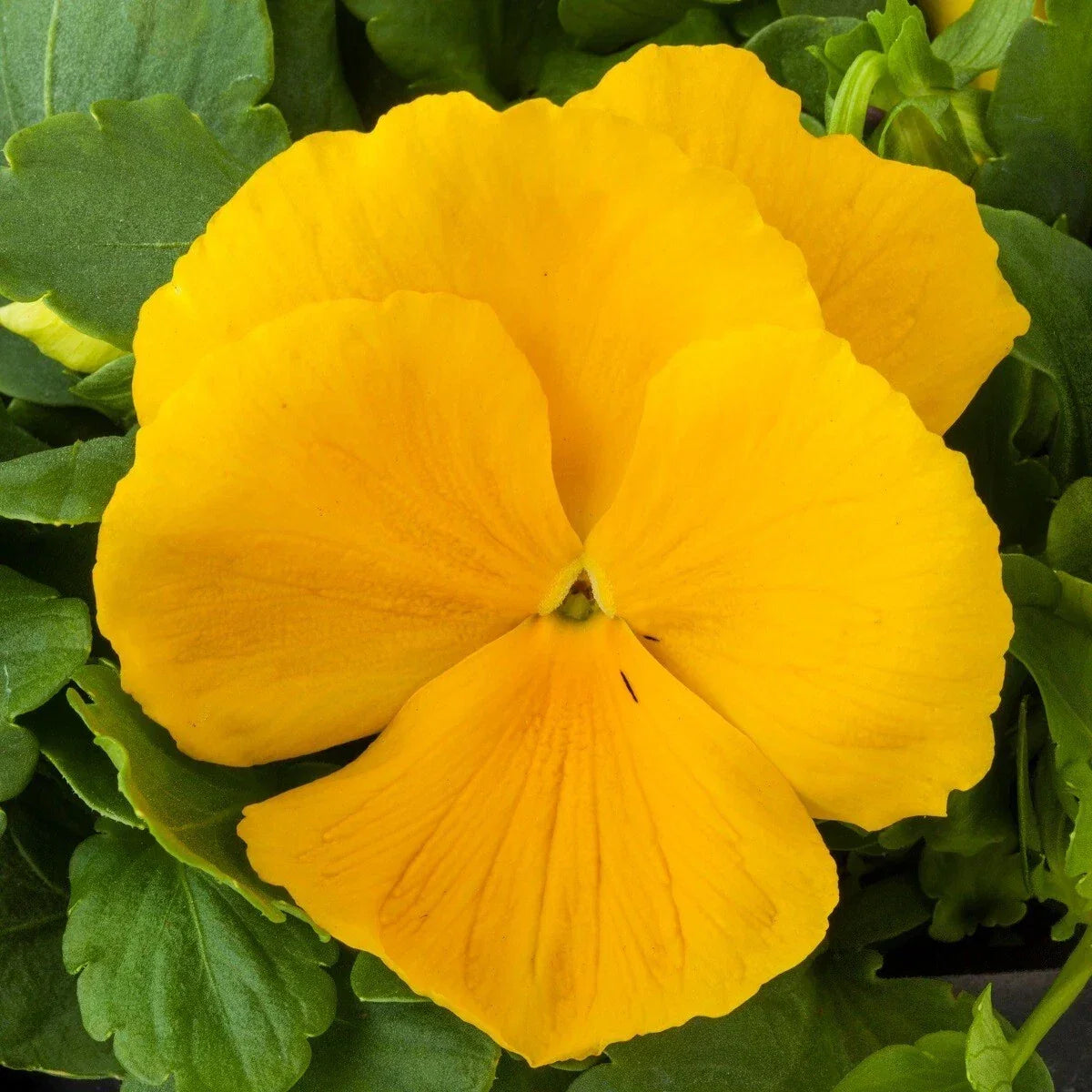 Pansy Seeds - 50 Clear Yellow Viola wittrockiana Flower Seeds for Garden, Containers, Borders