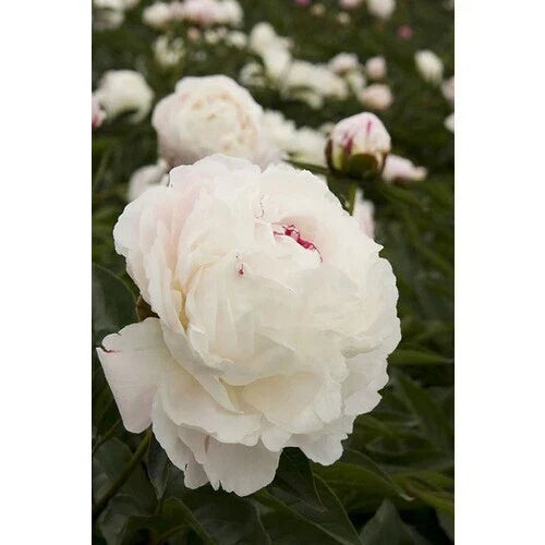 Bareroot Peony Plant - Shirley Temple Variety, 2-3 Eyes, Fragrant Double Blooms, Paeonia lactiflora