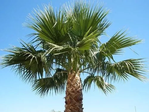Washington Robusta Mexican Fan Palm Seedling - 4-Year-Old Sapling, Trachycarpus fortunei, Tropical Garden Plant