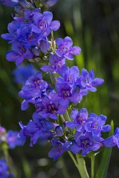 Penstemon Cyananthus Seeds, 20 Pack, Wasatch Perennial, Pollinator-Friendly Wildflower Seeds for Bees & Butterflies