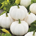 Baby Boo Pumpkin Seeds for Planting - 10 Seeds, White Miniature Gourds, Cucurbita pepo, Compact Vining, Fall Decor