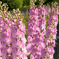 Pink Queen Rocket Larkspur Seeds - Light Pink Pastel Flowers, Delphinium ajacis, Garden Border & Cut Flower Seeds, 50 Pack