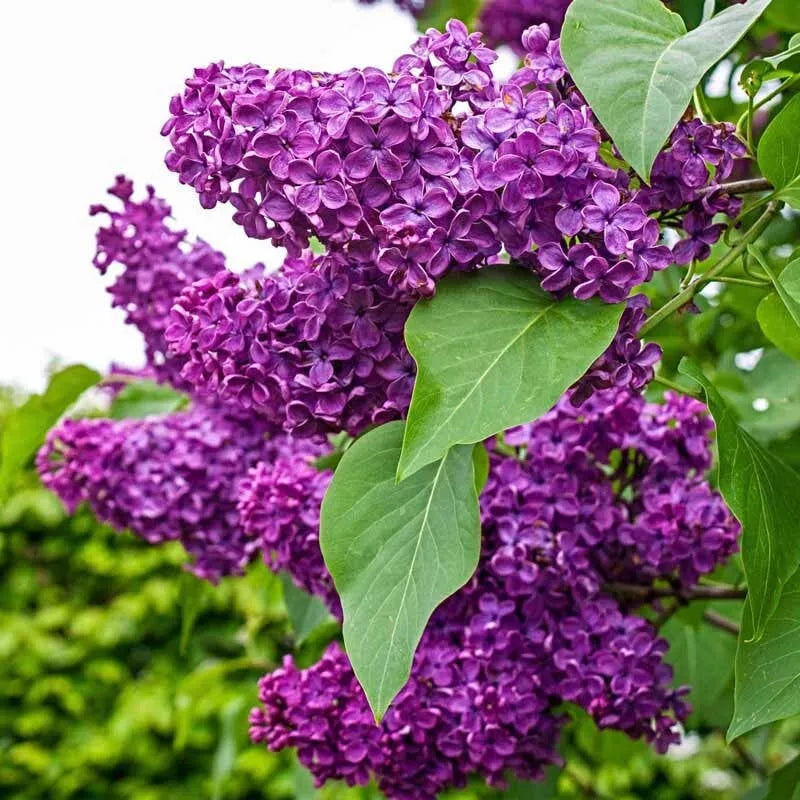 Charles Joy Lilac Seeds – Fragrant Syringa vulgaris Perennial for Gardens, Borders & Landscaping, 25 Seeds
