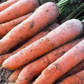 Scarlet Nantes Carrot Seeds - Heirloom Variety, 500+ Non-GMO Seeds for Fresh Snacks & Cooking - Daucus carota