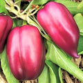 Lilac Bell Pepper Seeds - Pack of 20 - Lavender to Red Capsicum annuum Vegetable Seeds for Home Garden & Container Planting
