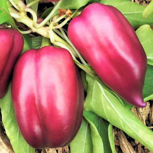Lilac Bell Pepper Seeds - Pack of 20 - Lavender to Red Capsicum annuum Vegetable Seeds for Home Garden & Container Planting