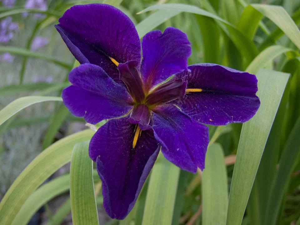 Cold Hardy Louisiana Black Gamecock Iris - Aquatic Pond Plant - Iris hexagona - Buy 2 Get 1 Free