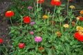 Zinnia Pumila Seeds - 200+ Mixed Colorful Rainbow Blooms - Zinnia elegans Garden Flower Seeds for Borders & Containers