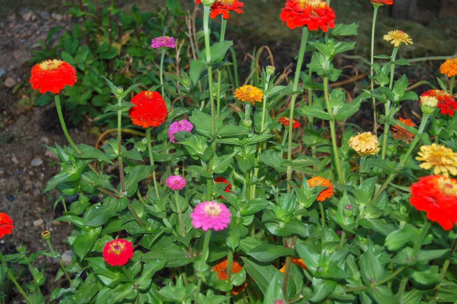 Zinnia Pumila Seeds - 200+ Mixed Colorful Rainbow Blooms - Zinnia elegans Garden Flower Seeds for Borders & Containers