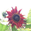 Red Sun Sunflower Seeds - Heirloom Non-GMO Pack of 25+ Helianthus annuus for Garden Planting, Attract Pollinators, Vibrant Red Flowers