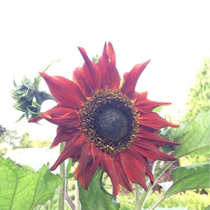 Red Sun Sunflower Seeds - Heirloom Non-GMO Pack of 25+ Helianthus annuus for Garden Planting, Attract Pollinators, Vibrant Red Flowers