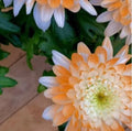 Citrus Spice Mum Seeds - 200 Chrysanthemum morifolium Flower Seeds, Vibrant Annual for Garden, Borders, Containers