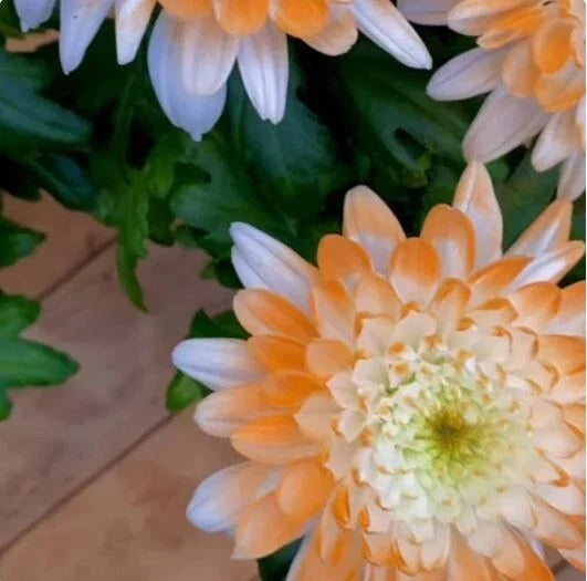 Citrus Spice Mum Seeds - 200 Chrysanthemum morifolium Flower Seeds, Vibrant Annual for Garden, Borders, Containers