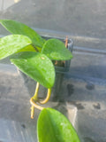 Hoya Plant in 3-Inch Pot, Wax Plant, Indoor Houseplant, Hoya Carnosa, Trailing, Fragrant Flowers