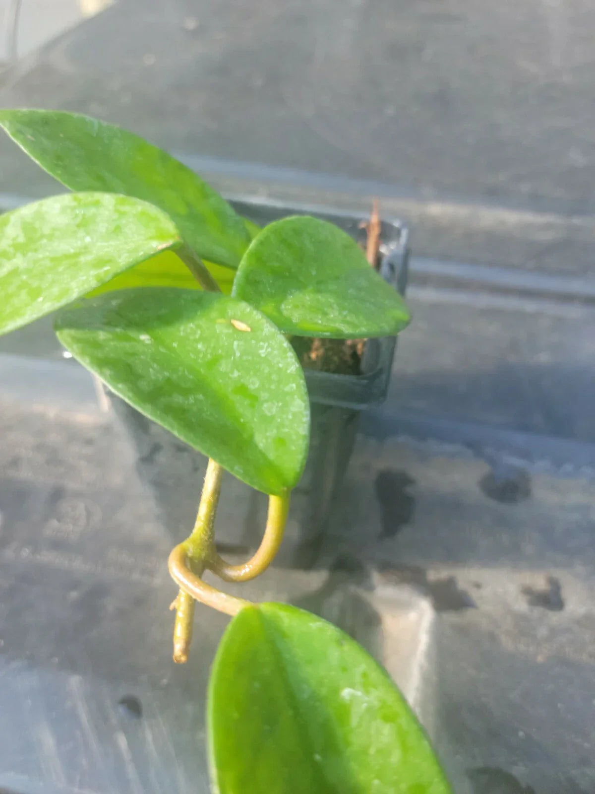 Hoya Plant in 3-Inch Pot, Wax Plant, Indoor Houseplant, Hoya Carnosa, Trailing, Fragrant Flowers