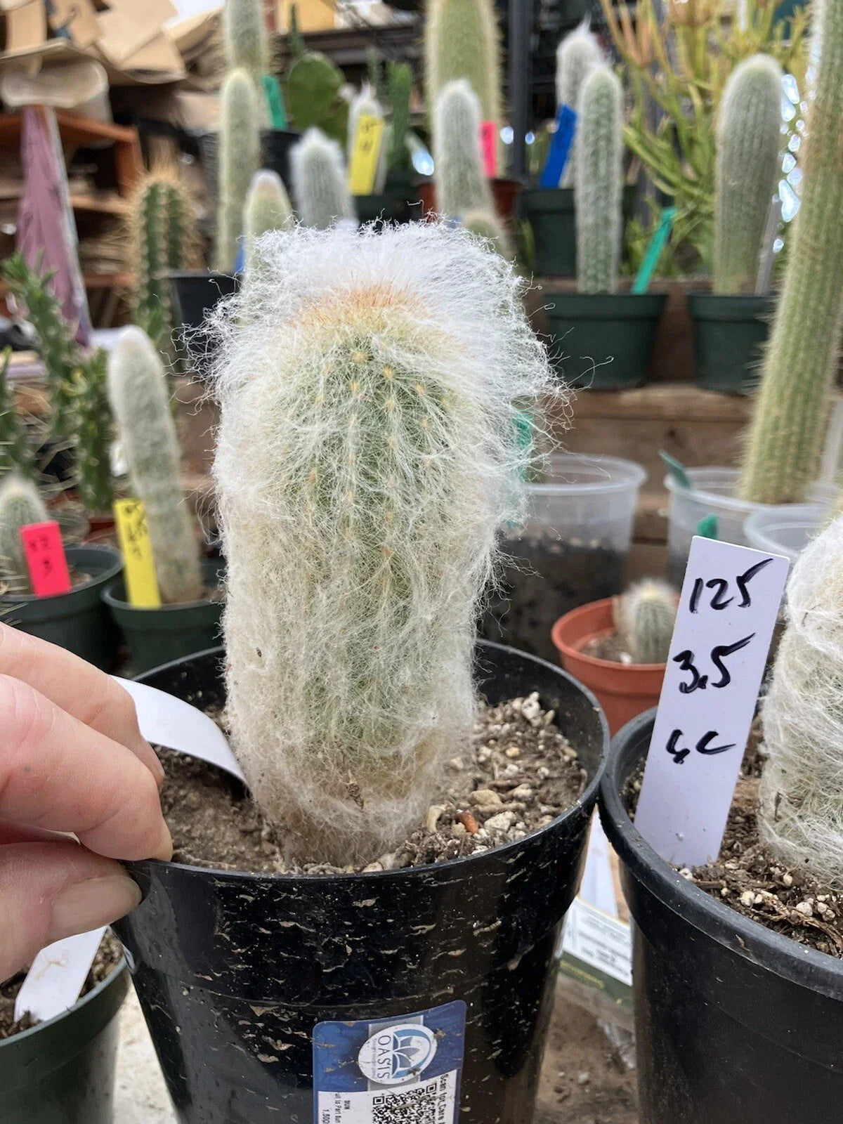 Espostoa lanata Potted Cactus - 3.5" Old Man of the Mountain Succulent Plant, Fuzzy White Woolly Cactus