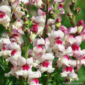 1000+ Snapdragon Seeds - Lucky Lips Variety - Antirrhinum majus Flower Seeds for Garden, Borders, Containers, Pink & White