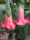 Red Prince Angel Trumpet Seeds – 10 Brugmansia Datura Flowers, Fragrant, Tropical, USA Grown
