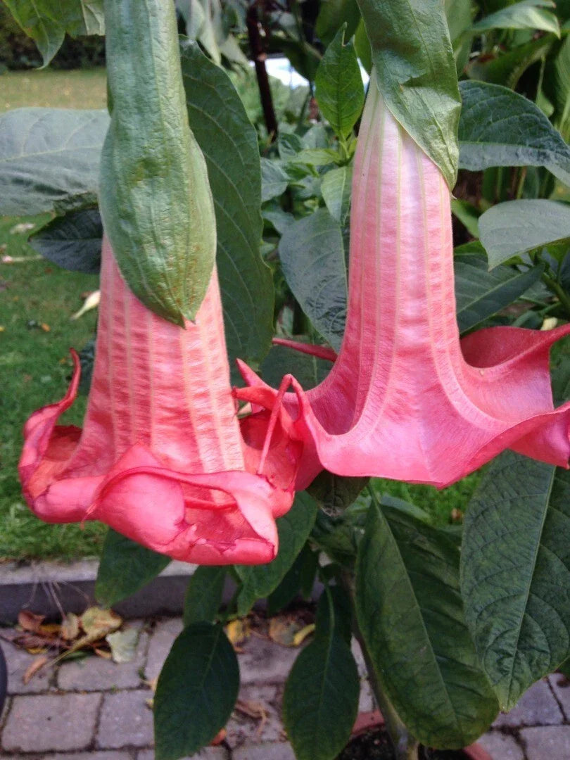 Red Prince Angel Trumpet Seeds – 10 Brugmansia Datura Flowers, Fragrant, Tropical, USA Grown