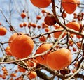 Persimmon Tree Cuttings for Rooting and Grafting - Diospyros Kaki - Deciduous Fruit Tree for Garden, Orchard, Landscaping