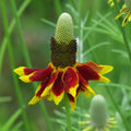 Mexican Hat Seeds - 400 Count - Bright Yellow & Red Tips - Ratibida columnifera - Perennial Flower Seeds