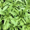 Sword Choy Seeds | AA Choy, Taiwanese Narrow Leaf Lettuce, Brassica rapa var. longifolia, Celtuce, Non-GMO, 100 Seeds