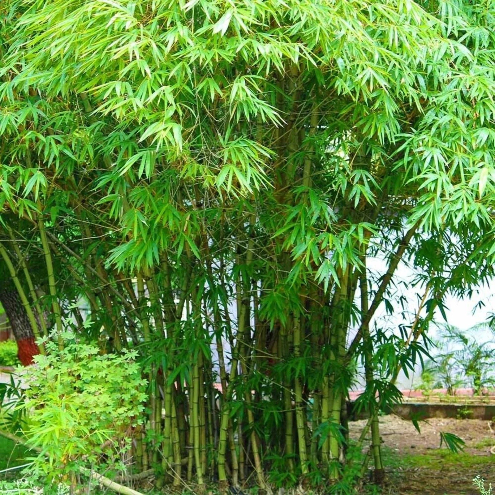 Graceful Bamboo Seeds - 100 Perennial Ornamental Seeds for Privacy Screens - Phyllostachys aurea - Clumping Bamboo Seeds