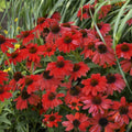 Bright Red Coneflower Seeds - Echinacea purpurea Perennial Flower Seeds for Garden, Butterfly & Pollinator Attraction, 50 Pack