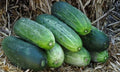 Organic Heirloom Spacemaster 80 Cucumber Seeds – Non-GMO, Compact Bush Variety for Container Gardening, Cucumis sativus