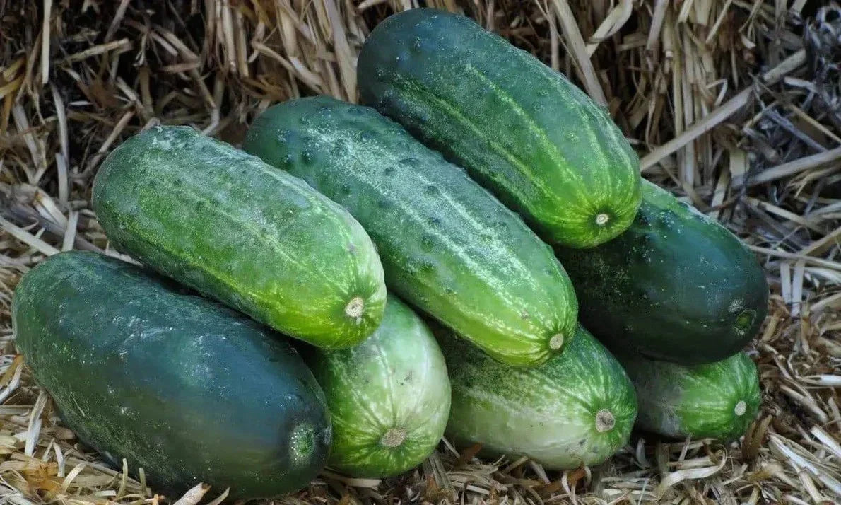 Organic Heirloom Spacemaster 80 Cucumber Seeds – Non-GMO, Compact Bush Variety for Container Gardening, Cucumis sativus