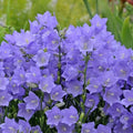 Campanula Bellflower Perennial Seeds - Vibrant Blue Flowers for Garden & Cut Arrangements (Campanula spp.)