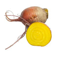 Golden Beet Seeds Pack of 100 | Heirloom Non-GMO Beta vulgaris var. alba Vegetable Seeds