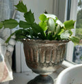 Thanksgiving Christmas Cactus Cutting - Rooted Schlumbergera Houseplant