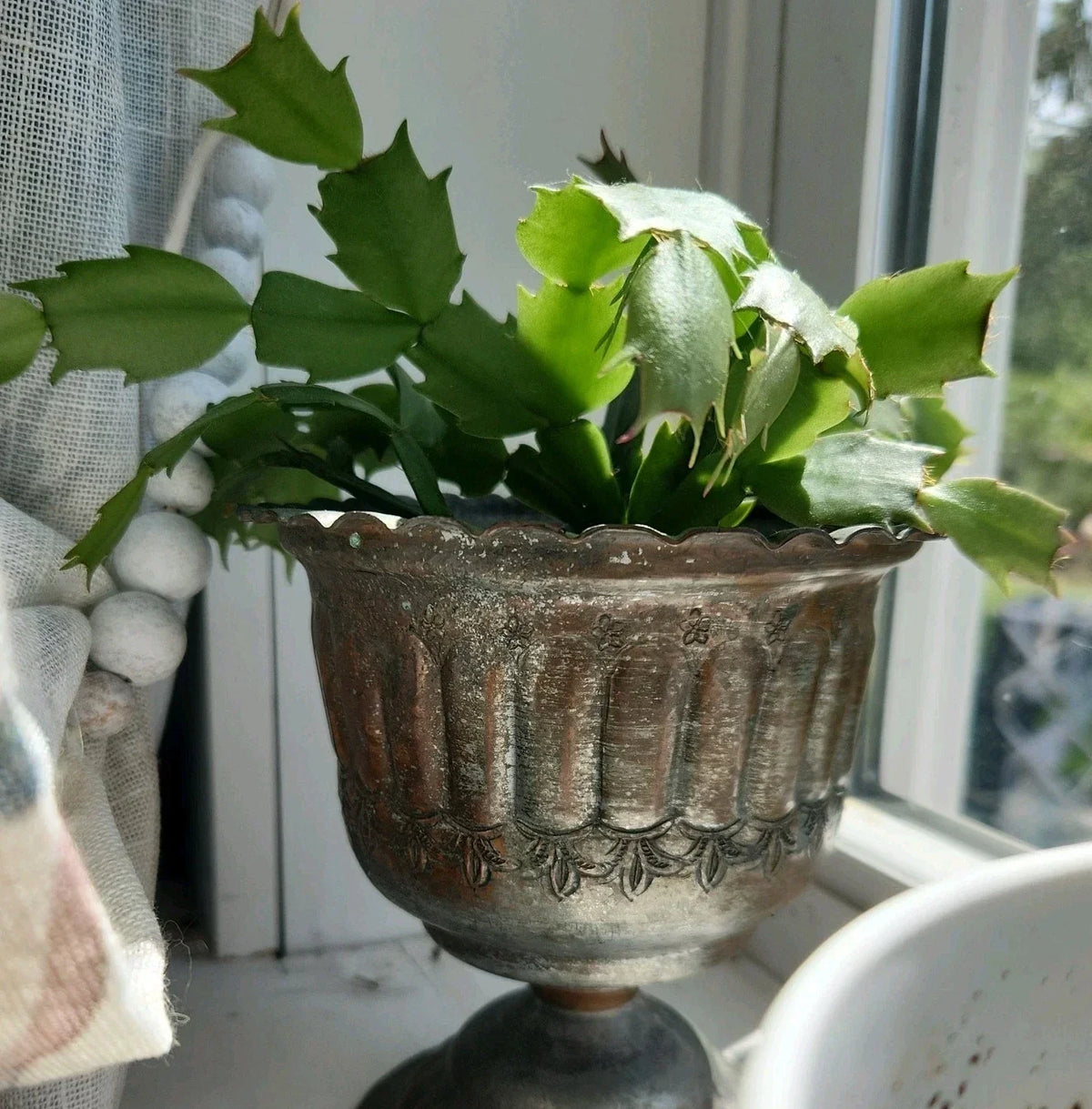 Thanksgiving Christmas Cactus Cutting - Rooted Schlumbergera Houseplant