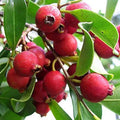 Strawberry Guava Seeds – 50+ Pack – Tropical Fruit Planting – Psidium cattleianum – Perennial Shrub for Home Gardens