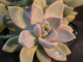Ghost Plant Cuttings - Graptosedum Rosette Succulent - Cascading Trailing Succulent for Indoor & Outdoor Decor