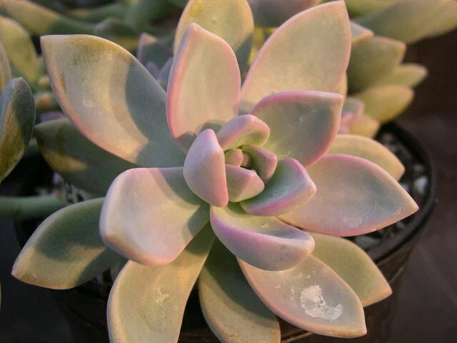 Ghost Plant Cuttings - Graptosedum Rosette Succulent - Cascading Trailing Succulent for Indoor & Outdoor Decor